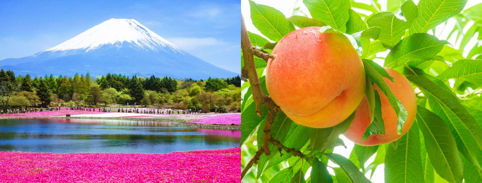 富士山ともも狩りの写真