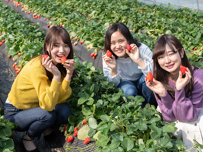 いちごの里　いちご狩り