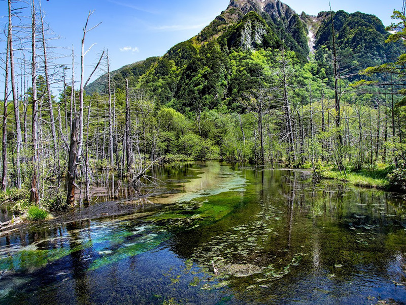 上高地　岳沢湿原