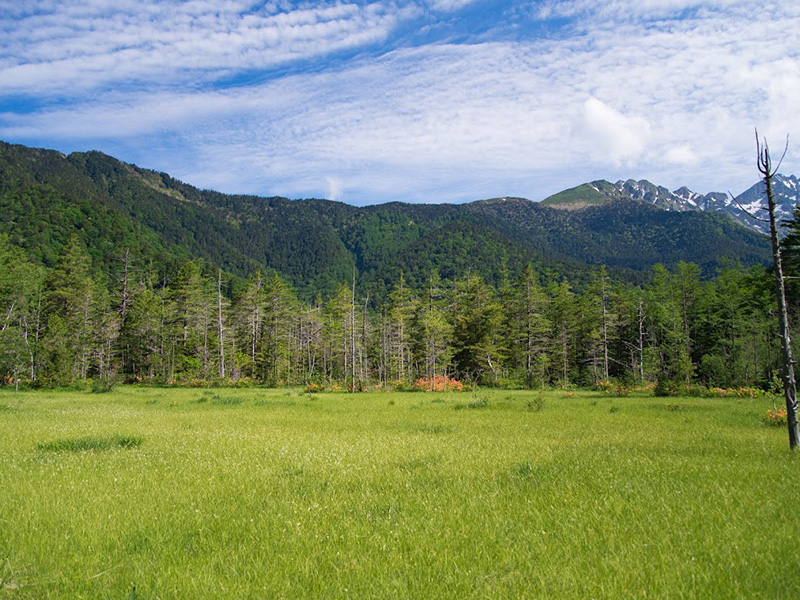 上高地　田代湿原