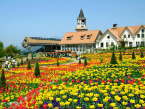 ハイジの村のチューリップ畑