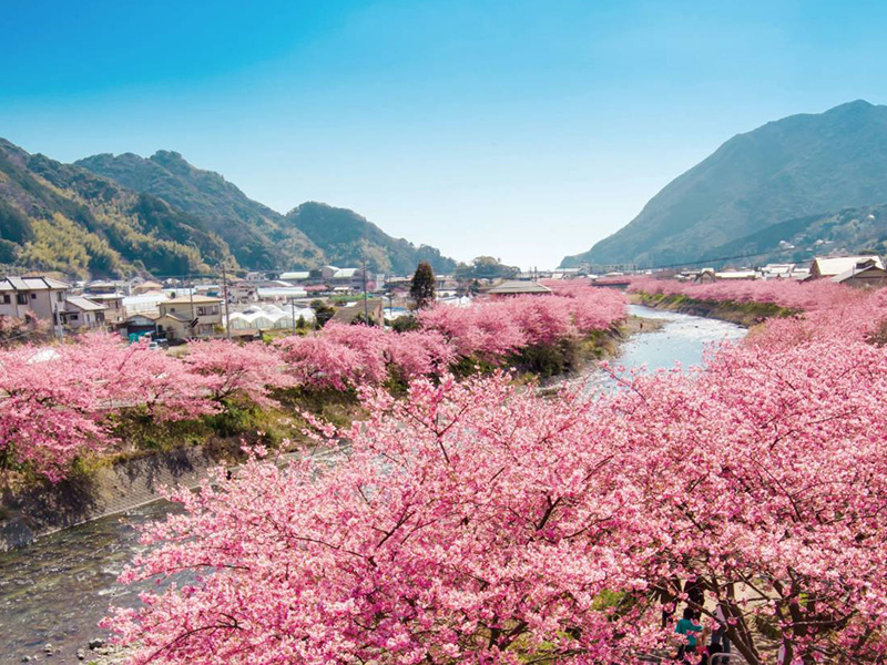 河津桜まつり