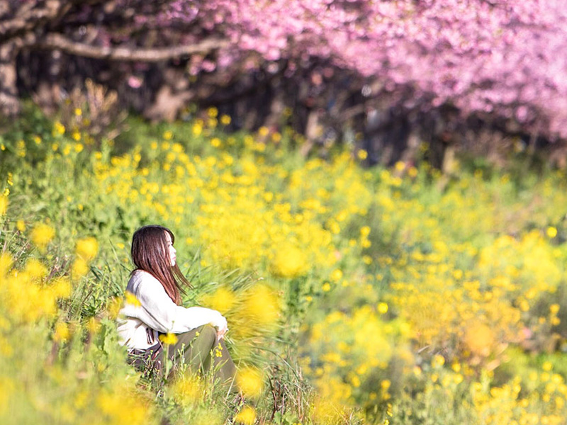 河津桜まつり