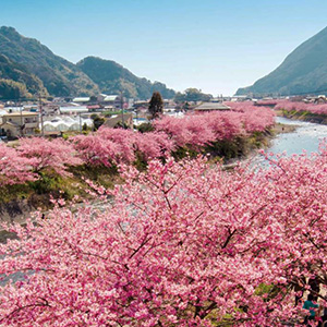 河津桜