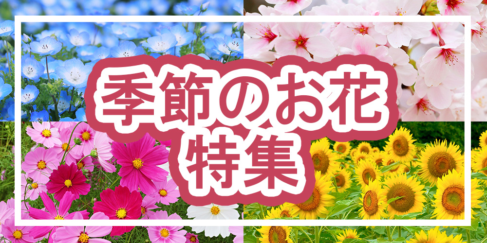 季節のお花特集