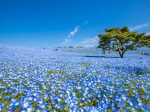 国営ひたち海浜公園のネモフィラ