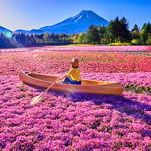 富士本栖湖リゾート 富士芝桜まつり