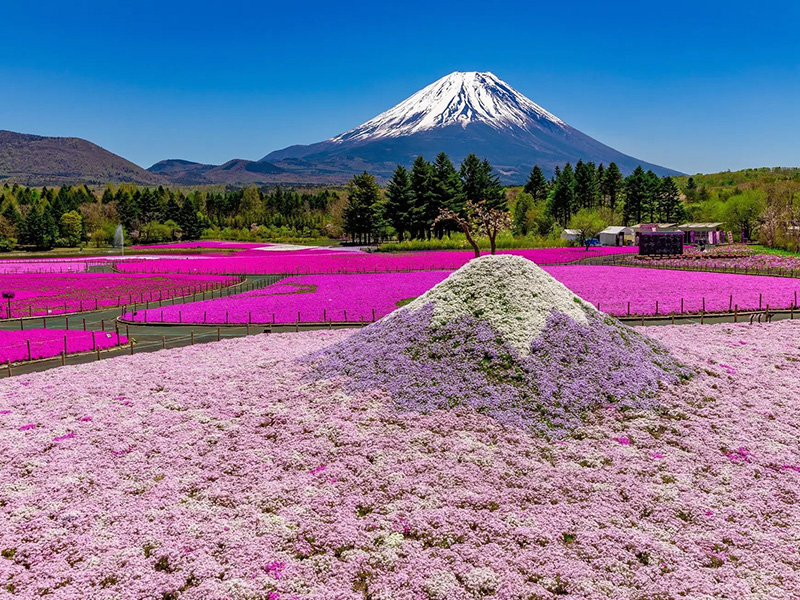 富士芝桜まつり