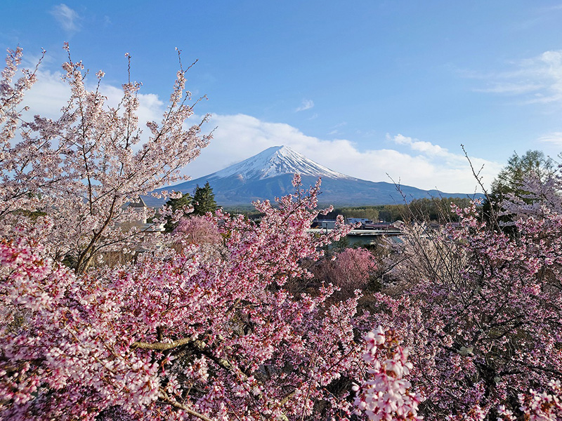 ハーブ庭園 旅日記 富士河口湖庭園