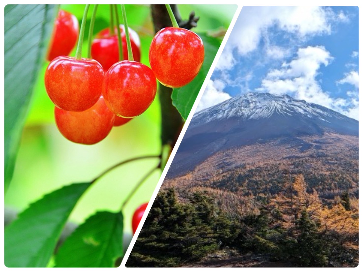 さくらんぼと富士山５合目