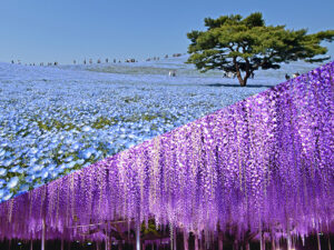 ネモフィラの丘と大藤棚のライトアップ