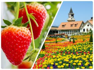いちご狩り＆ハイジの村　チューリップ畑