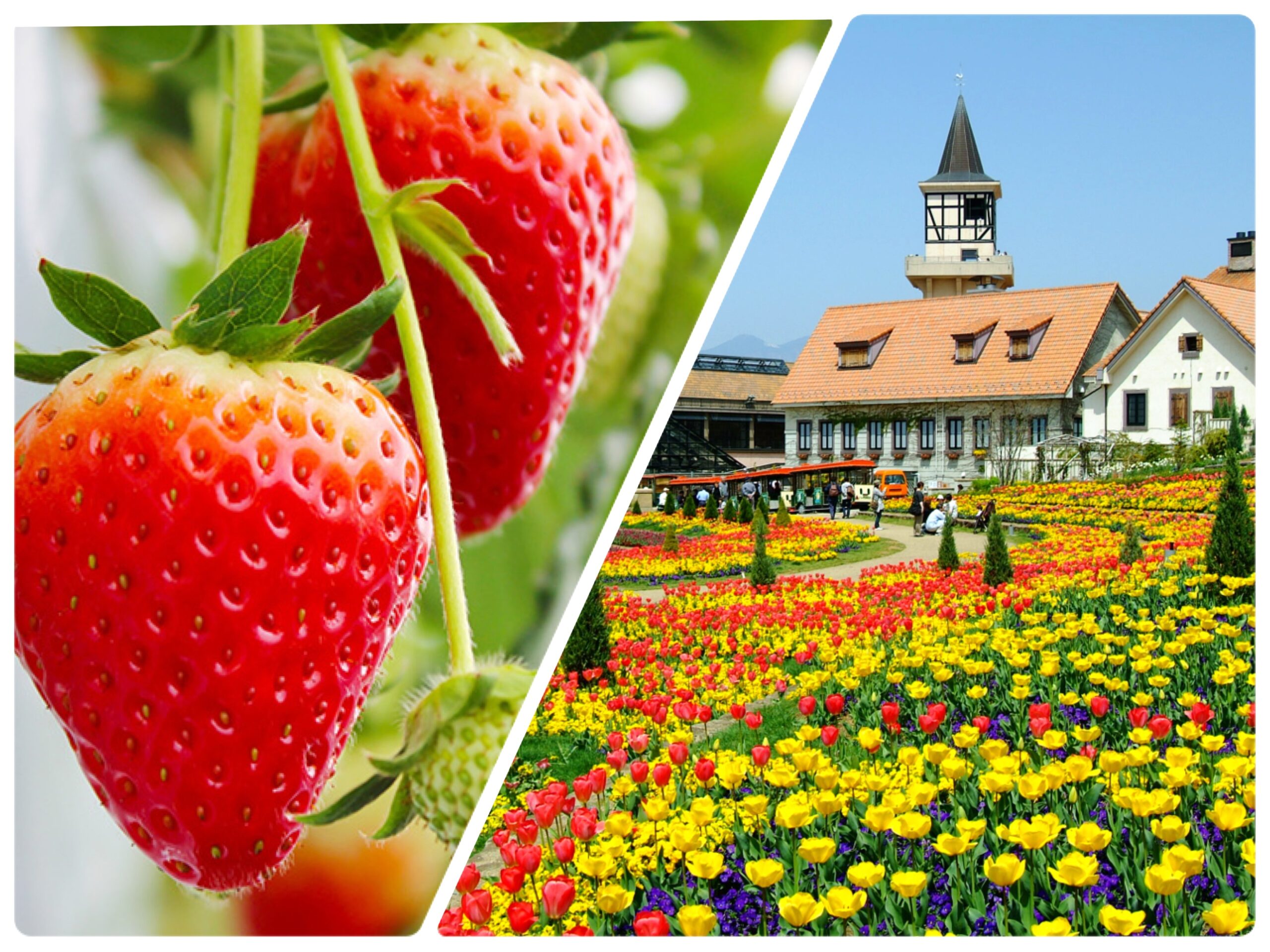 いちご狩り＆ハイジの村　チューリップ畑