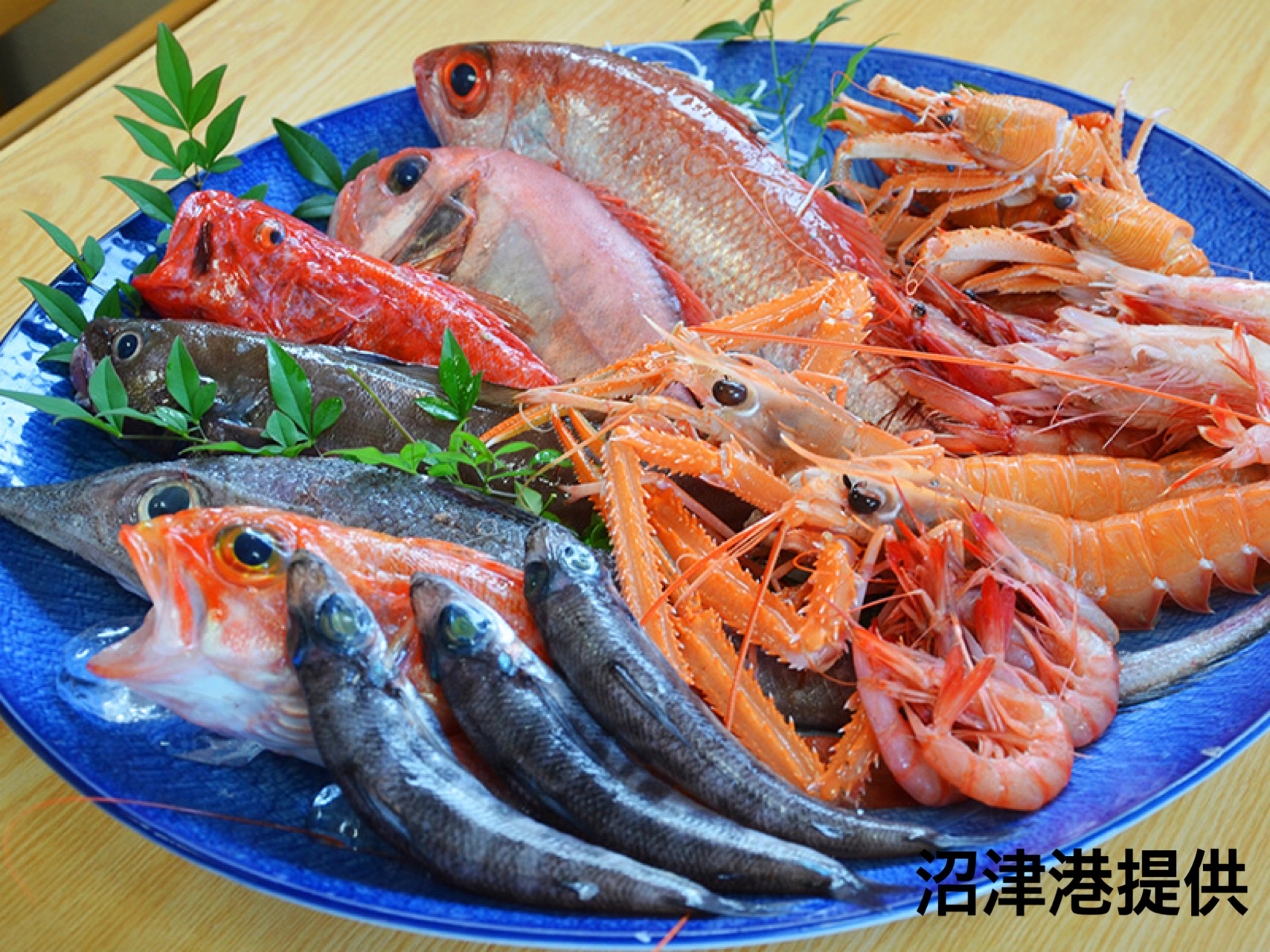 沼津港　深海魚※イメージ