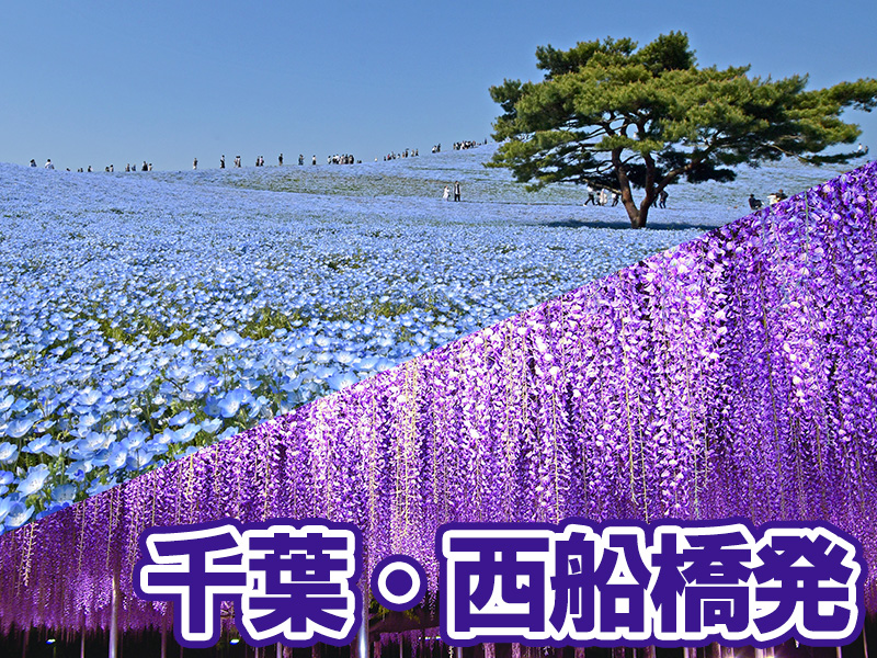 ネモフィラの丘とあしかがフラワーパーク