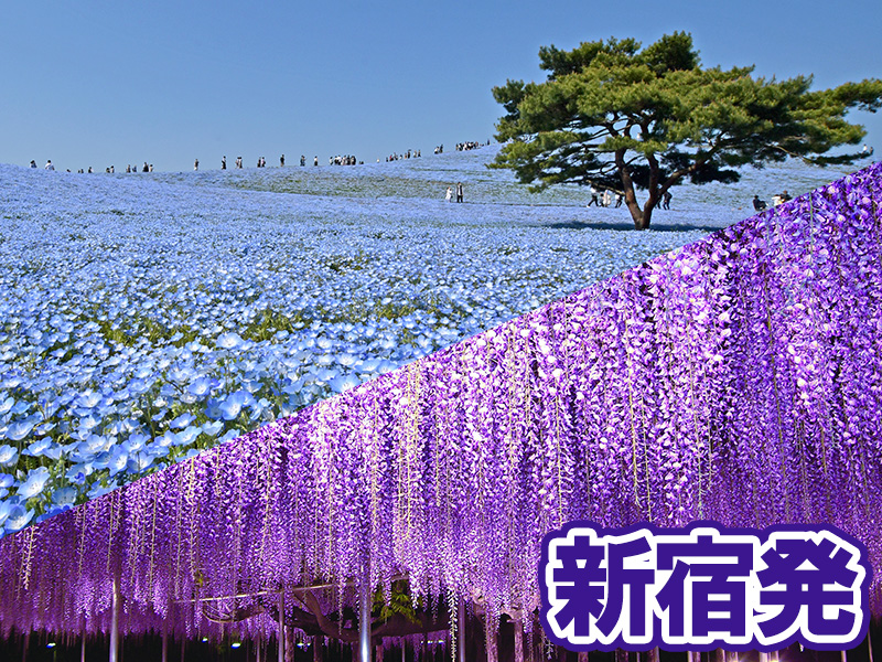 ネモフィラの丘とあしかがフラワーパーク