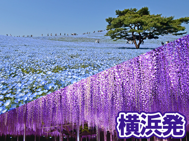 ネモフィラの丘とあしかがフラワーパーク