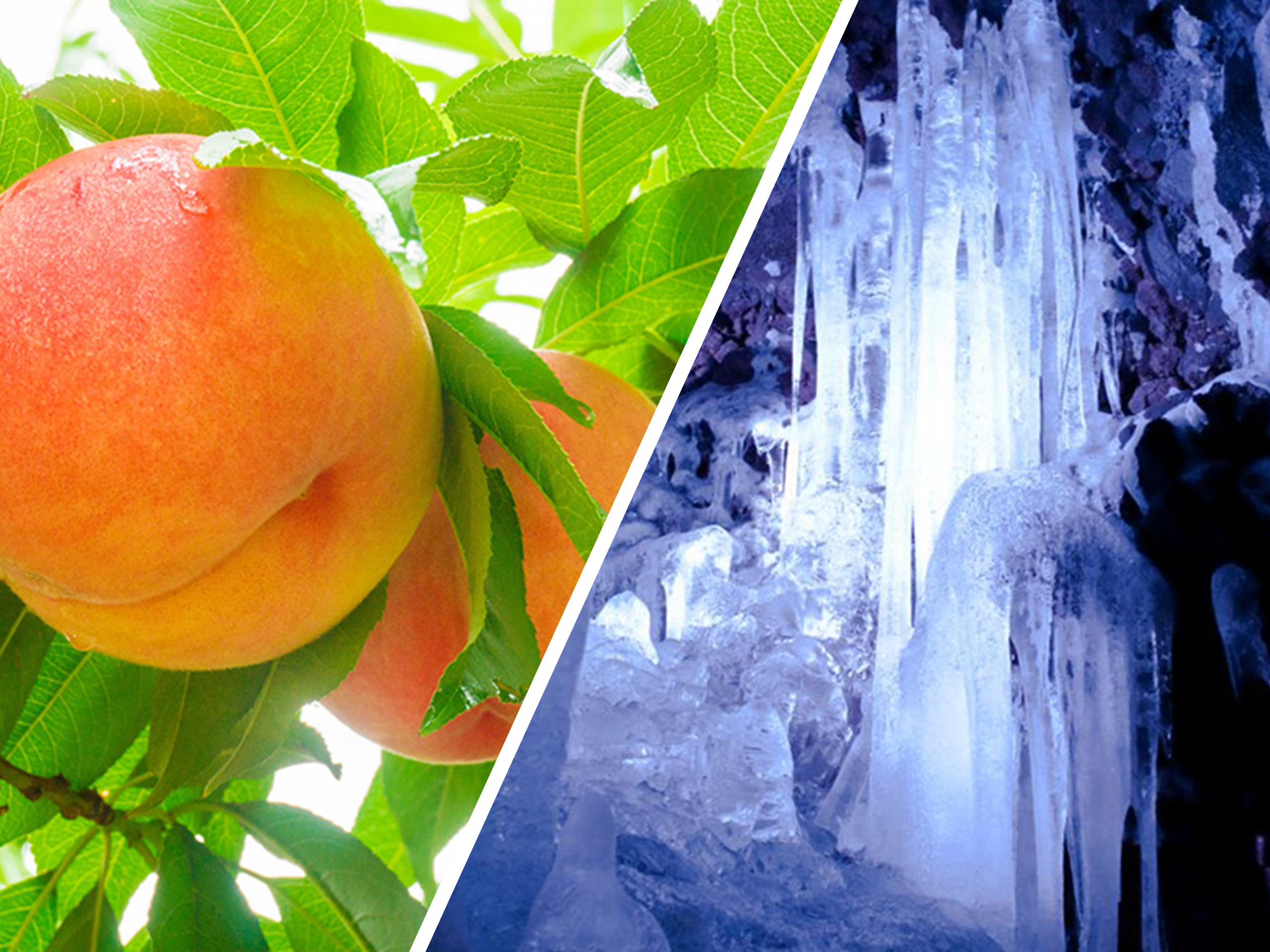 桃狩りと鳴沢氷穴