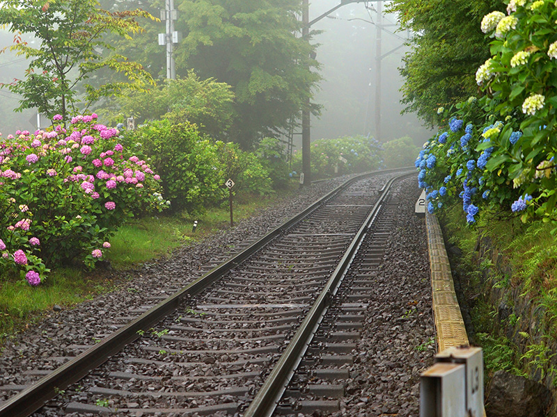 あじさい列車