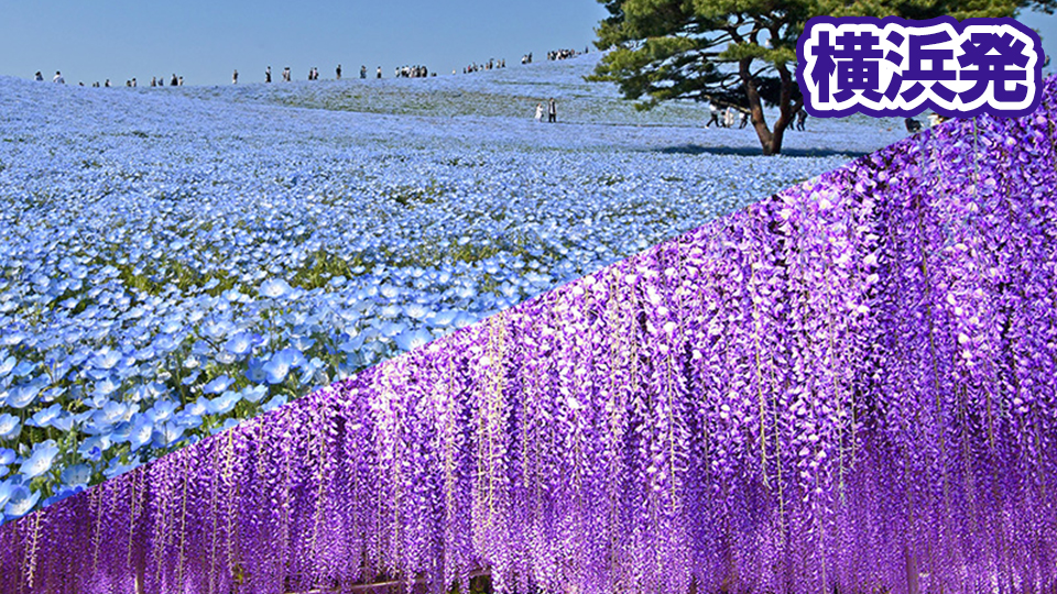 ネモフィラ・あしかがフラワーパーク