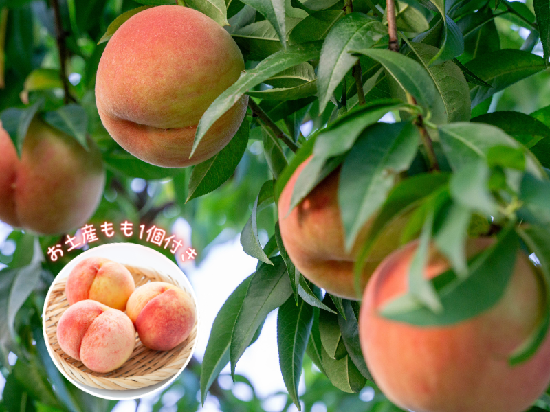 桃食べ放題30分！お土産にもも1個付き