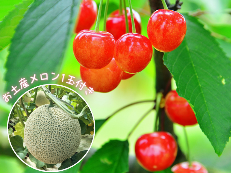 さくらんぼ食べ放題（お土産メロン付き）