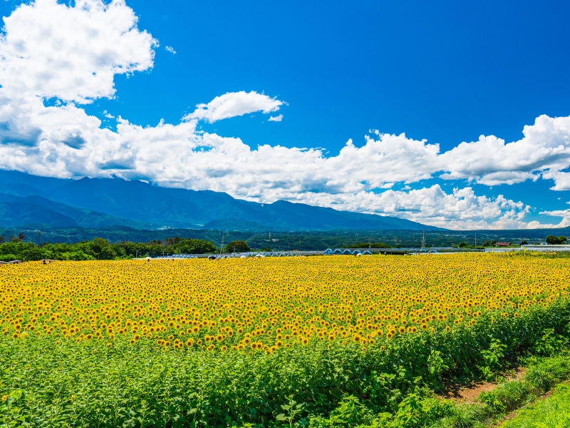 明野ひまわり畑