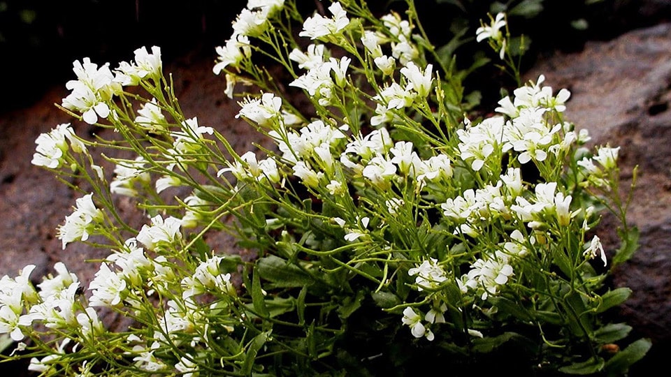 富士山須走ルートの植物