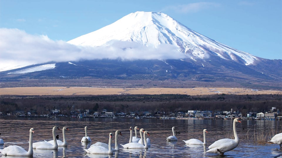 湖と白鳥と富士山