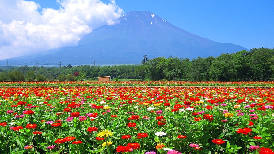 富士山 山中湖花の都公園