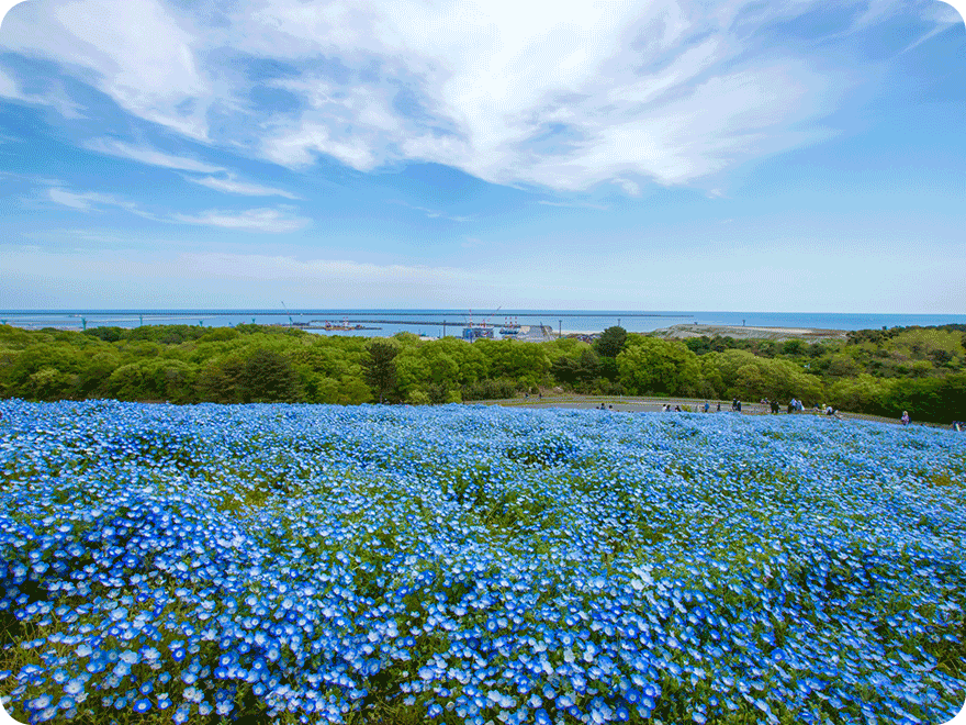 国営ひたち海浜公園