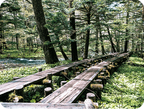 岳沢湿原