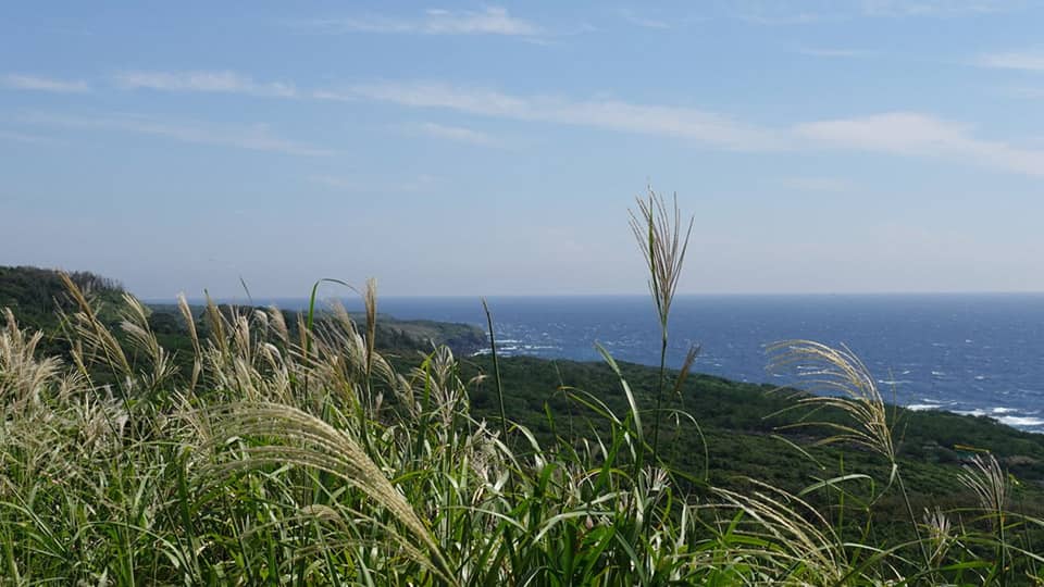 伊豆大島の海岸の景色とススキ