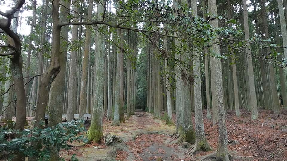 伊豆大島の波治加麻神社境内