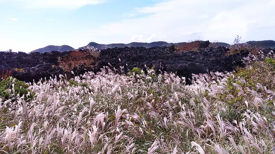 伊豆大島の三原山周辺の溶岩とススキ