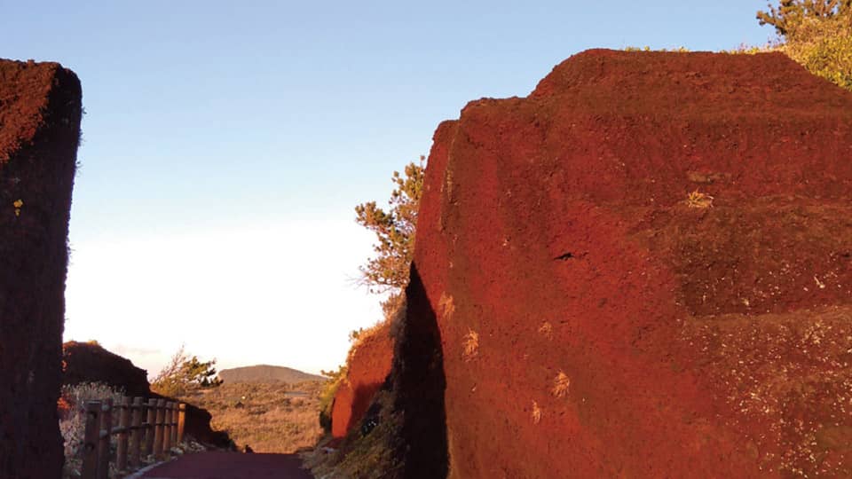  伊豆大島の赤禿
