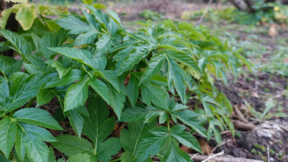 伊豆大島で育つ明日葉