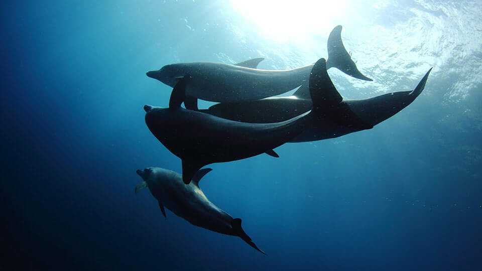 三宅島の海で泳ぐイルカ