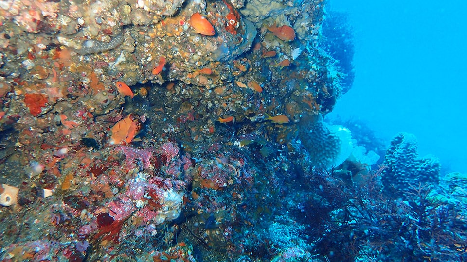 伊豆大島の珊瑚礁とダイビング