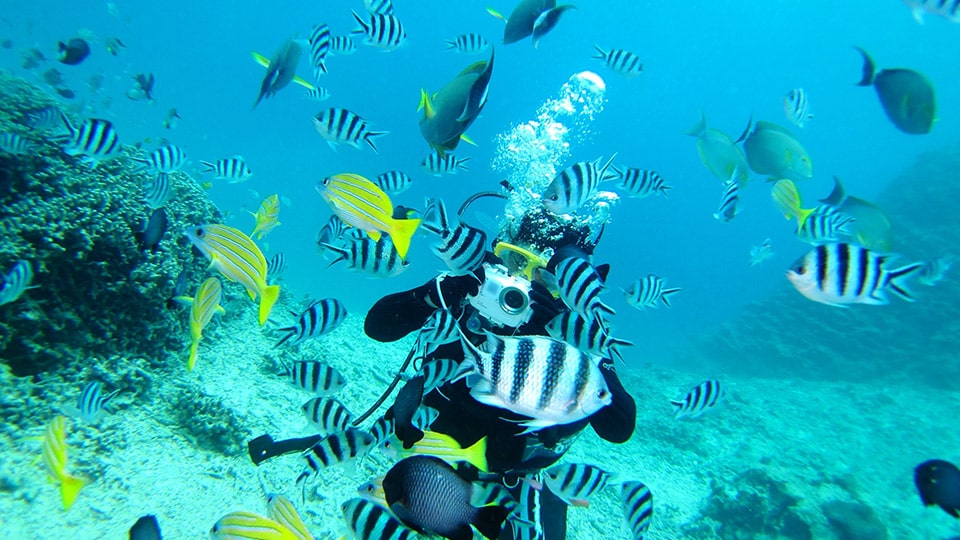 式根島のダイビングの様子