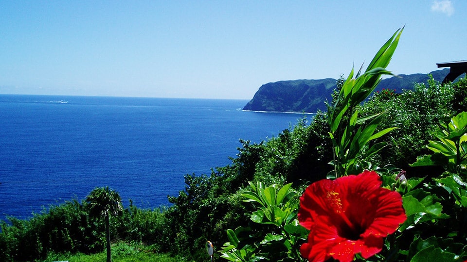 八丈島のハイビスカスと海