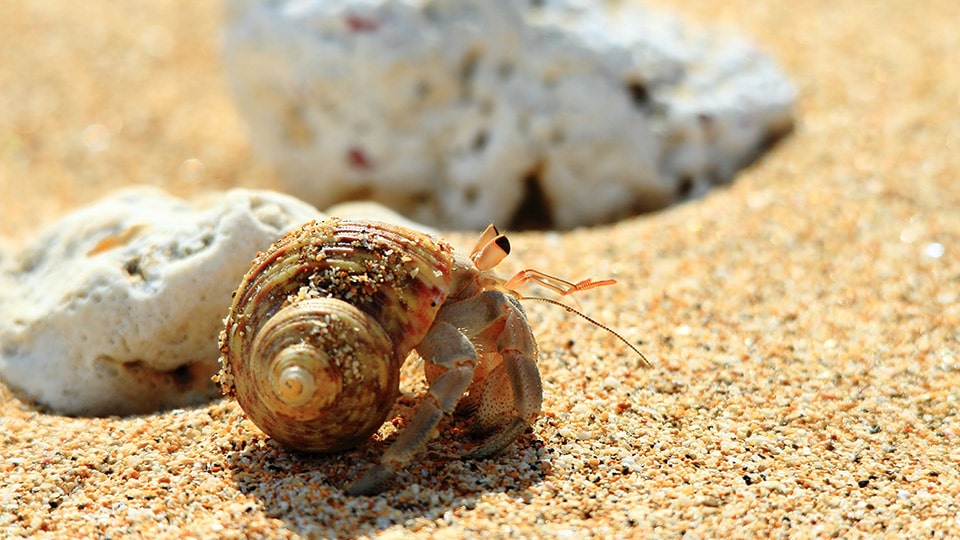 石白川海岸のヤドカリ