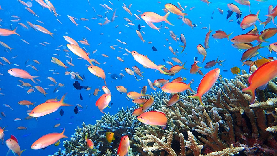 式根島の水中の魚