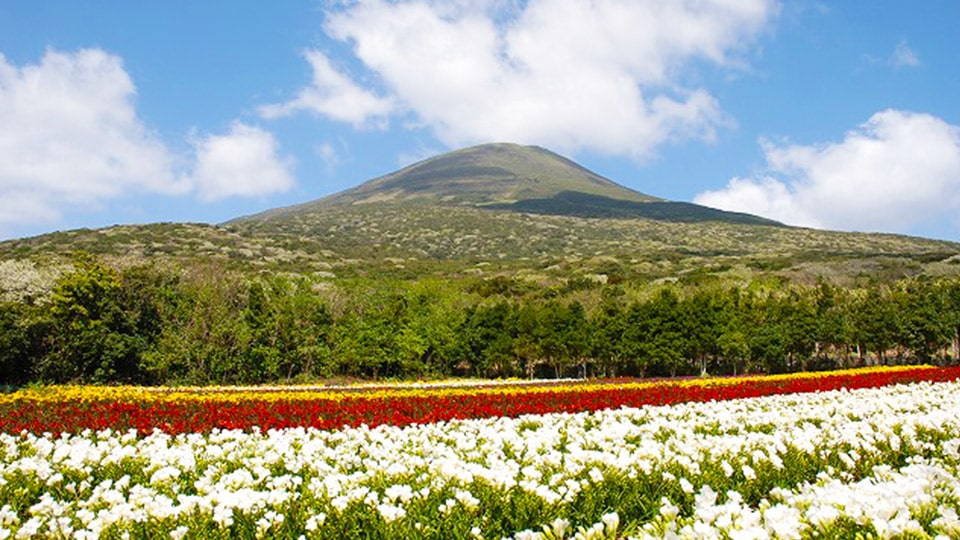 八丈富士を望む八形山のフリージア畑