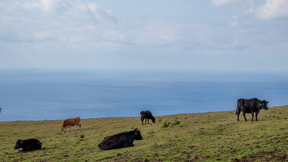 ふれあい牧場で放牧されている牛
