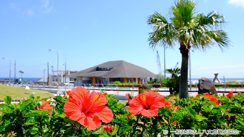 八丈島のハイビスカスと景色