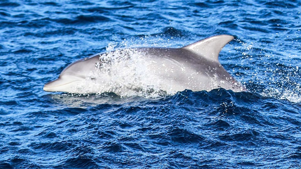 三宅島の野生のイルカ