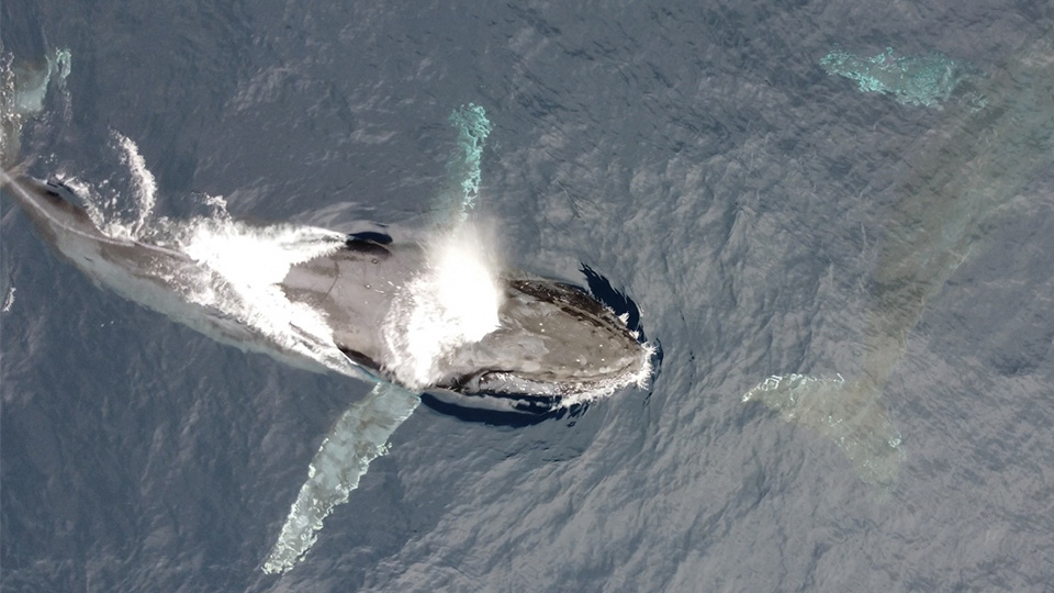 八重根漁港からホエールウォッチング