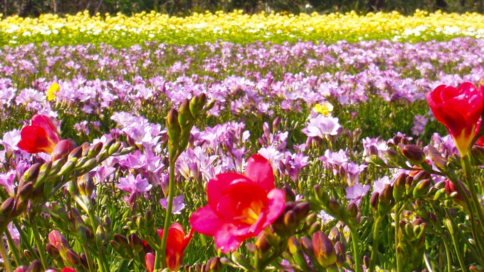 フリージアフラワーイリュージョンの風景