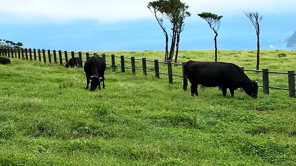 ふれあい牧場で草を食べる牛たち